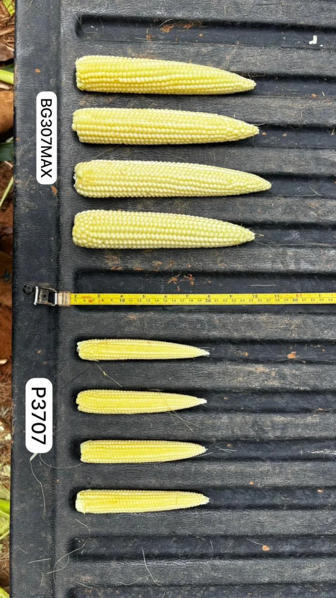 Genética de milho é decisão de margem: por que o lucro por hectare importa mais que o teto de produtividade